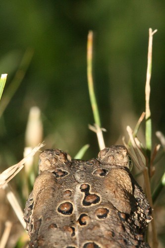 If you are very quiet you can sneak up on a toad