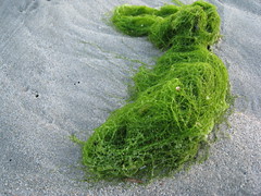 Green algae_1121