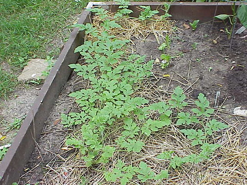 watermelon plant leaves. watermelon plant in garden