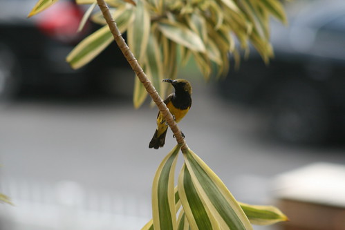 Sunbird waiting01 (male)