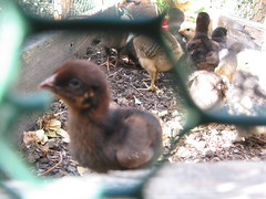 img chicks in garden