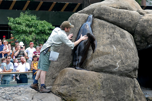 central park zoo. Sea Lion in Central Park Zoo