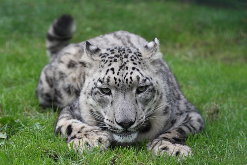 snow leopard pictures. the Snow Leopards at the
