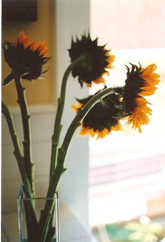 sunflowerspbr 002