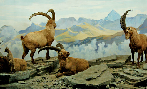 Alpine Goats