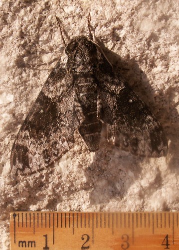 Pawpaw Sphinx Moth, Top View