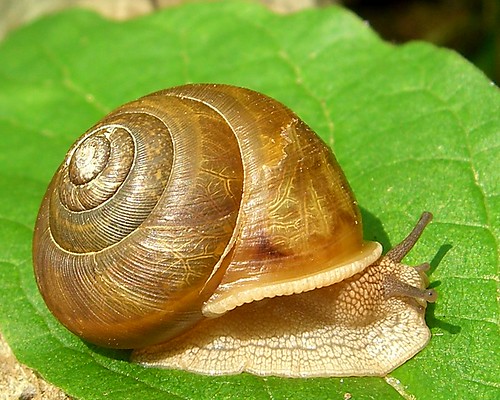 Snail by pellaea, on Flickr