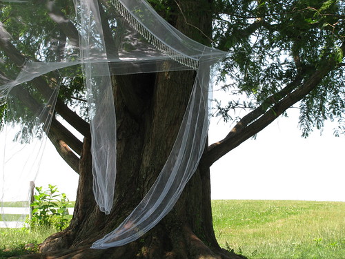 tree veiled