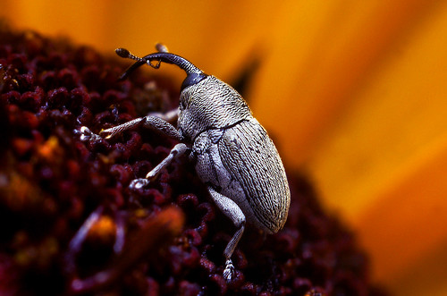 Weevil on a Flower by Thomas Shahan.