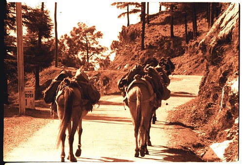 donkey caravan