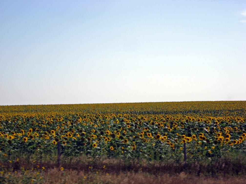 Kansas_Sunflowers