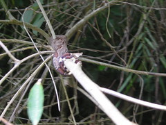 Snake on a branch, before...