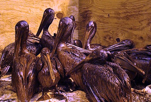 oiled pelicans from the Gulf spill (by: International Bird Rescue Research Center, creative commons license) 