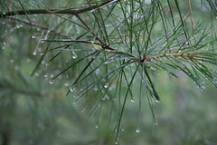 white pine in the rain