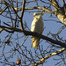 Sulphur crested cockatoo in tree