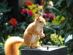 Tombstone squirrel