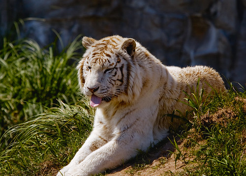 White Tiger Temaikén