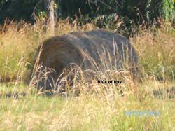 Bale of round hay