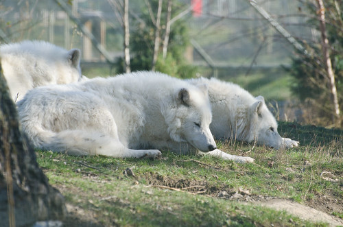Artic Wolves Napping