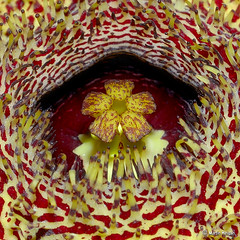 Huernia hystrix flower Corona macro