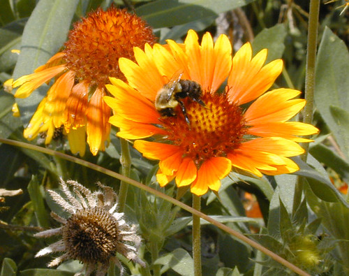 Bee & Blanketflower
