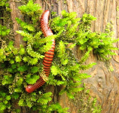 millipede in the moss