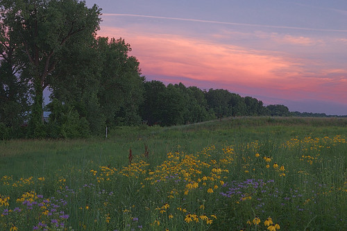 Sunset with wildflowers, at Cliff Cave Park, in Oakville, Missouri, USA