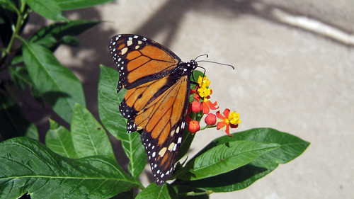 monarch feed