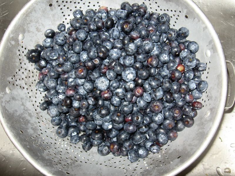 Blueberries in Strainer