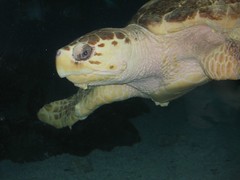 Turtle Swim By