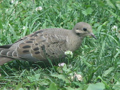 Baby dove