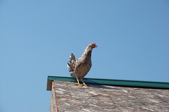 Hen on the roof