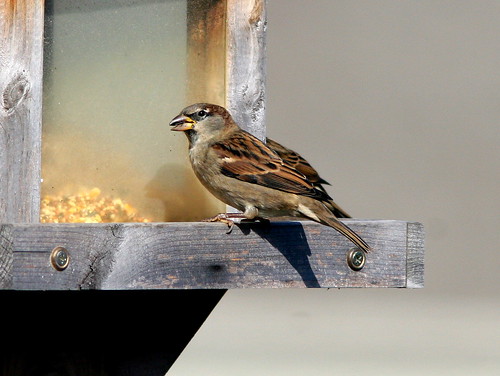 House Sparrow male 20101029