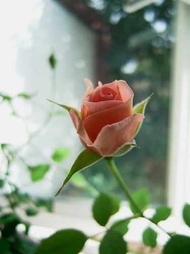 elegant rosebud