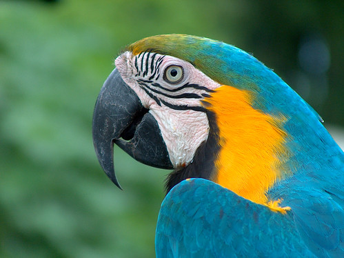 8zi-Blue Macaw