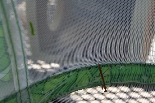 Praying mantis vs. cabbage worm