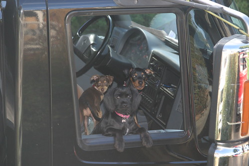 tow truck dogs