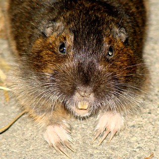 Angry Gopher