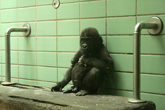 Junger Gorilla / Young mountain gorilla