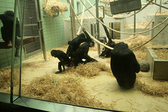 Schimpansefamilie / Chimp family