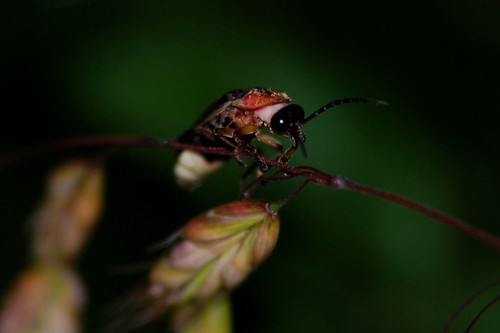 Firefly Insect Flying. Tags: bug insect firefly
