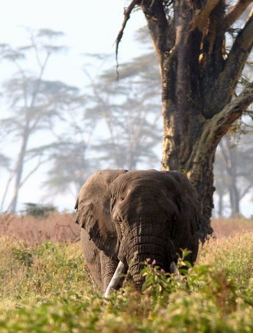 Elephant under the Acacia tree