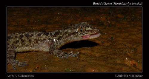 Brook's-Gecko