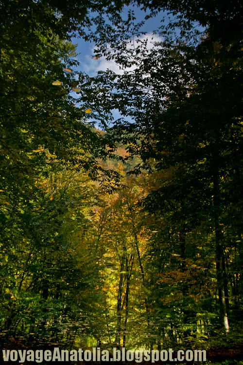 Reflections: Autumn Forest, Yedigöller