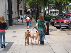 Urban Hounds and their Downtown Momma heading home...