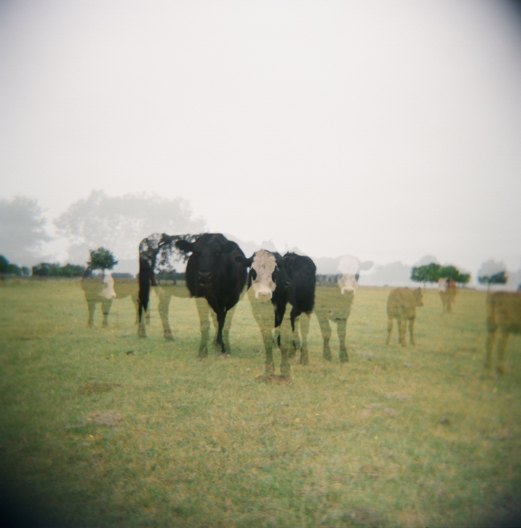 Ghost Cows
