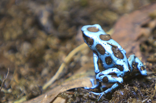 Reptilia - Blue Poison Dart Frog