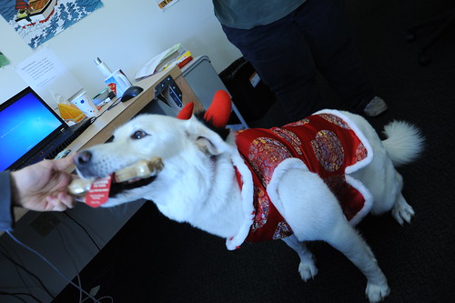 Nikko gets a bone - his kind of candy for Halloween, dressed in devil horns or red stained yak horns? and a silk Tibetan jacket with white ruff, Amazon.com office, Beacon Hill, Seattle, Washington, USA by Wonderlane
