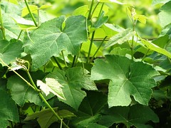 Folhas de videira (jakza) Tags: folhas cultivo caxiasdosul agricultura videira serragacha folhagem parreiral