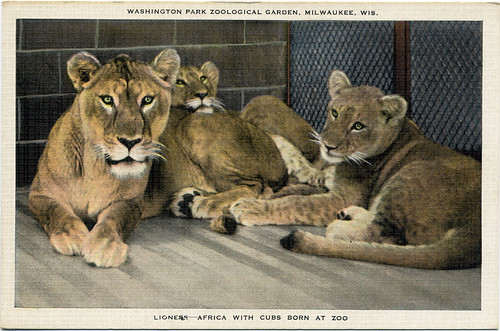 Postcard:  Lions of Milwaukee